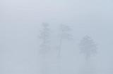 Foggy Lake Martin_45778